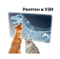 Рентген и УЗИ